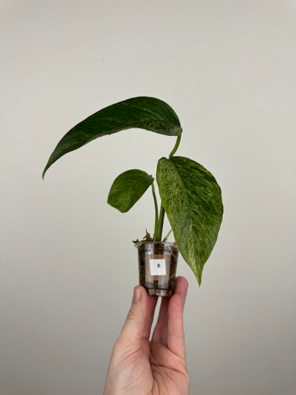 Epipremnum Pinnatum Tricolor Mint Variegated (B)