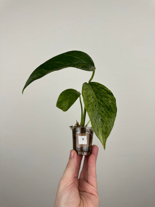 Epipremnum Pinnatum Tricolor Mint Variegated (B)