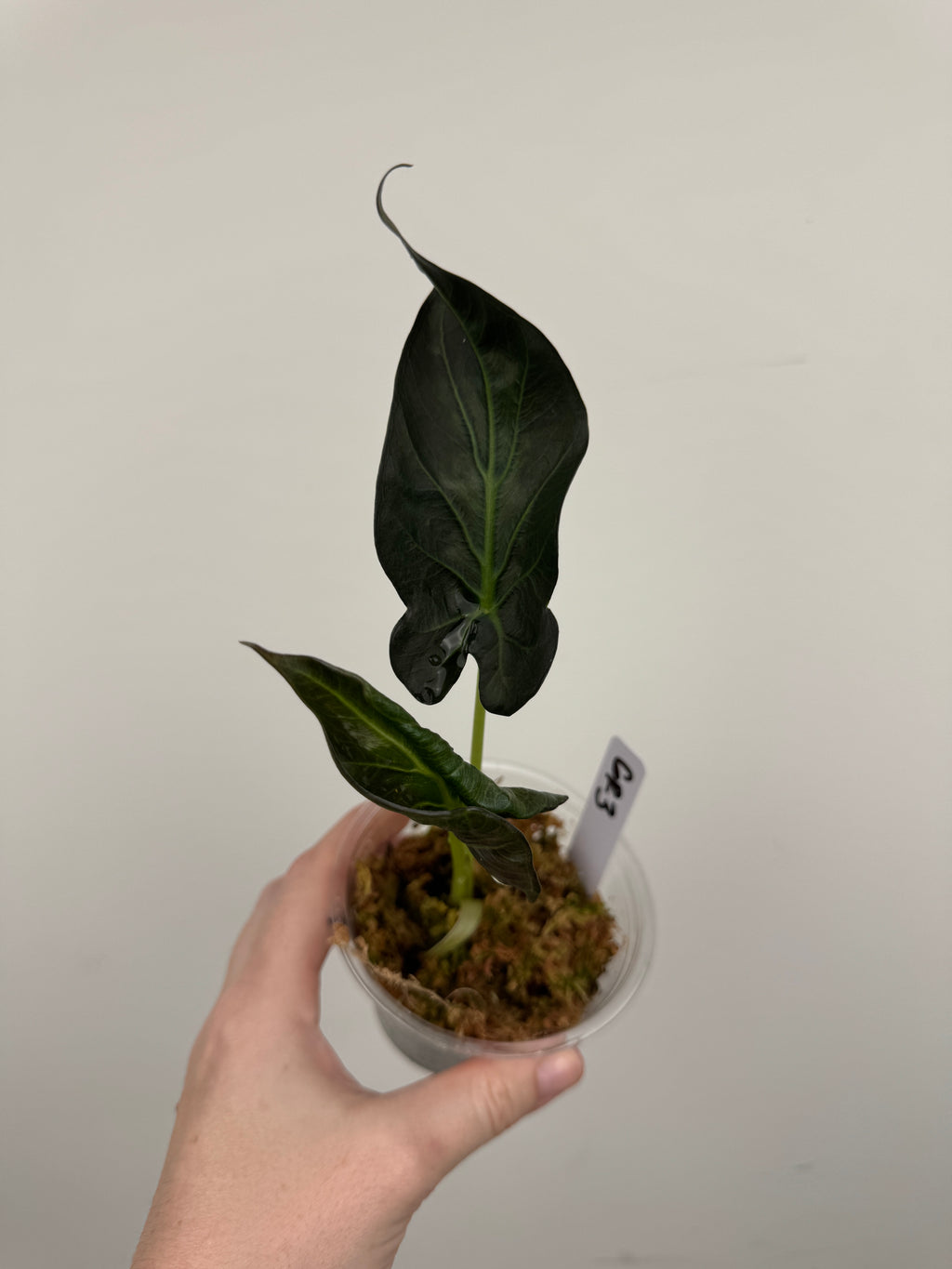 Alocasia 'Grim Reaper' Regal Shields Mutated Form
