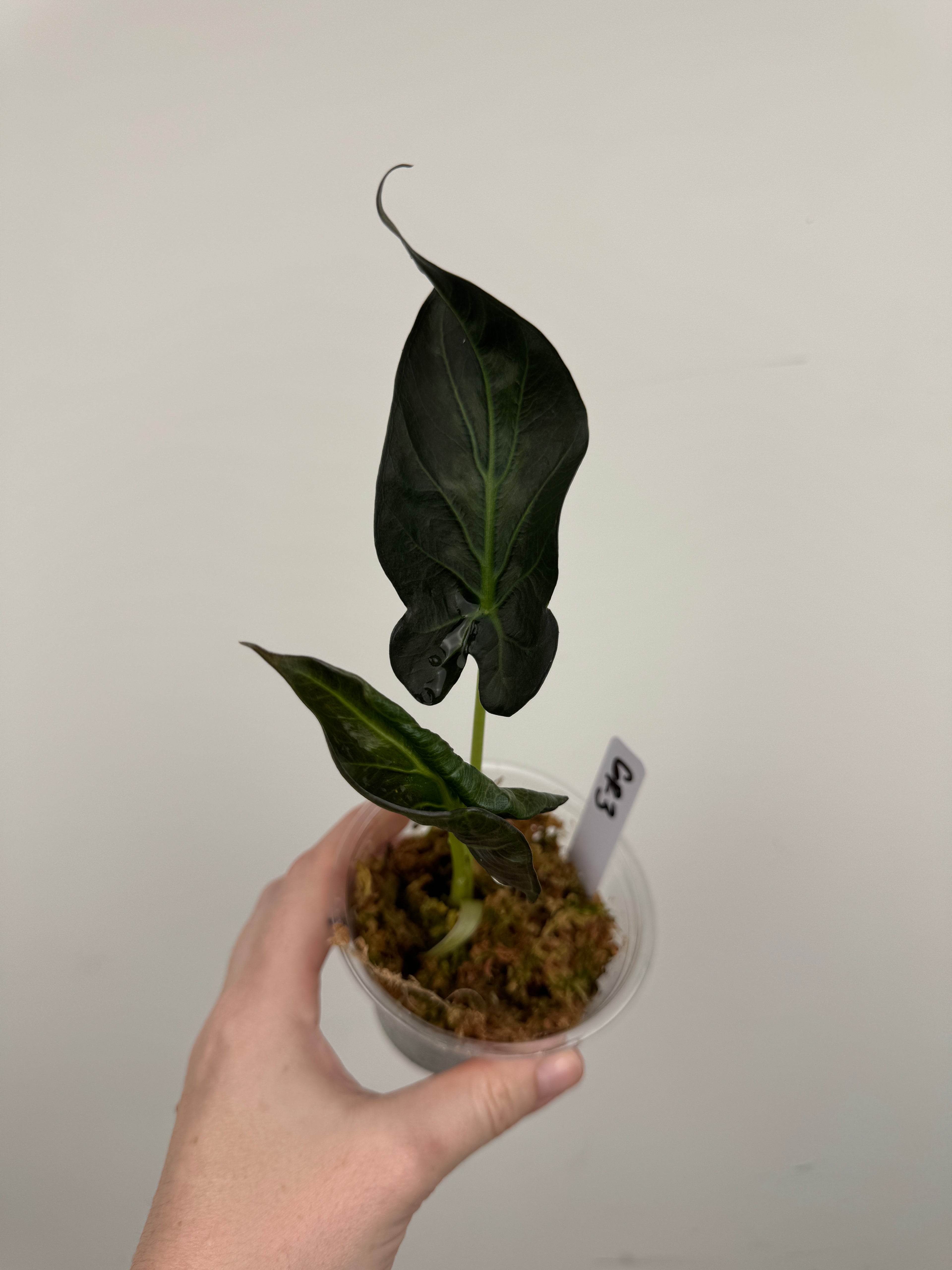 Alocasia 'Grim Reaper' Regal Shields Mutated Form