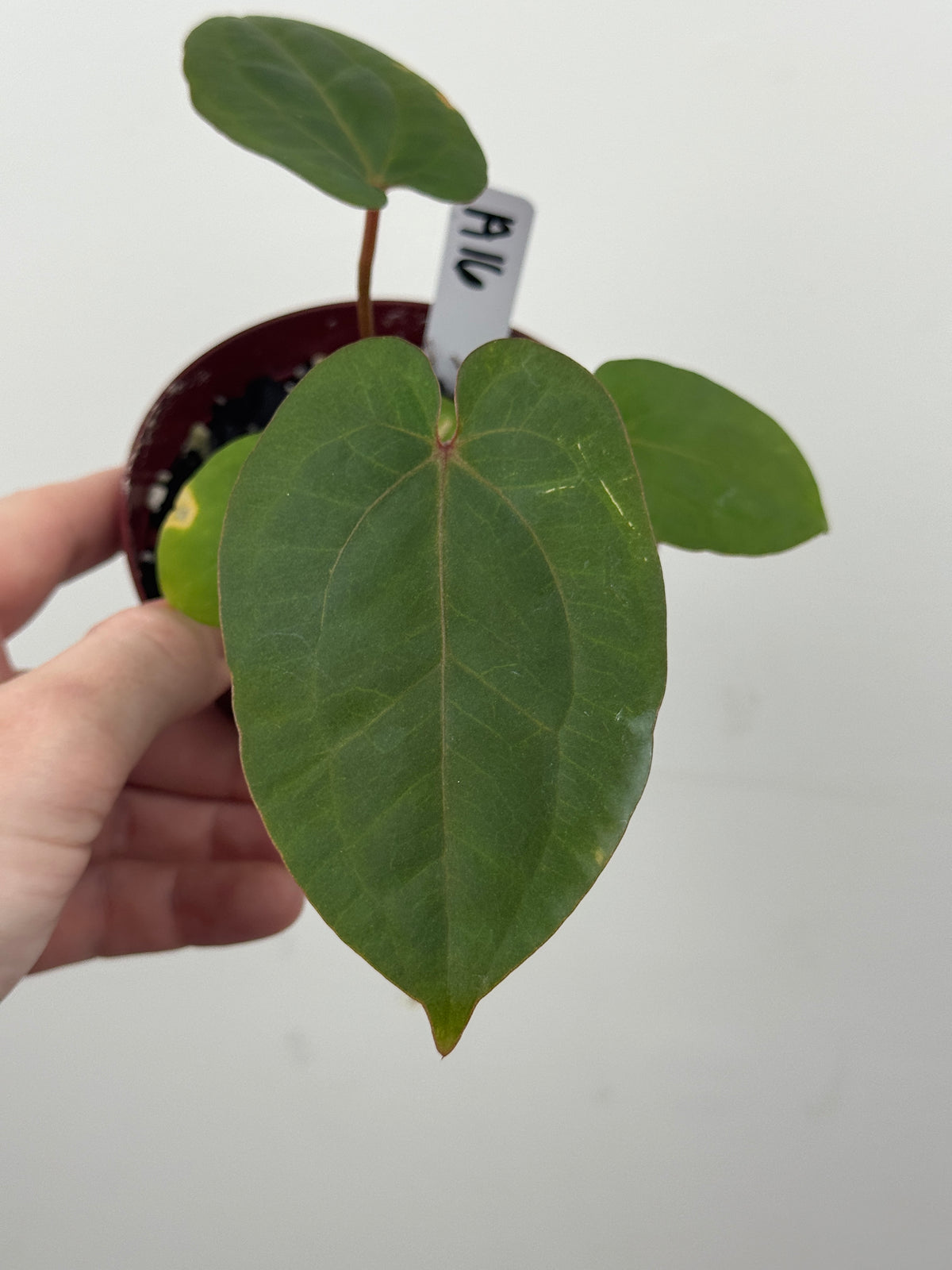 A16 Anthurium ['Antioqua' x (Carla x Bess)] x (RVDP x Kuna)