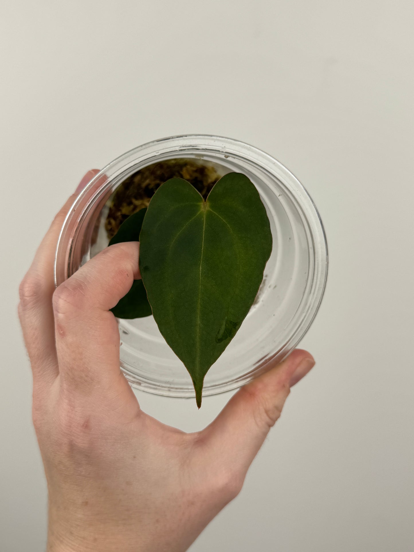 Anthurium 'Chocolate' Crystallinum x Carlablackiae