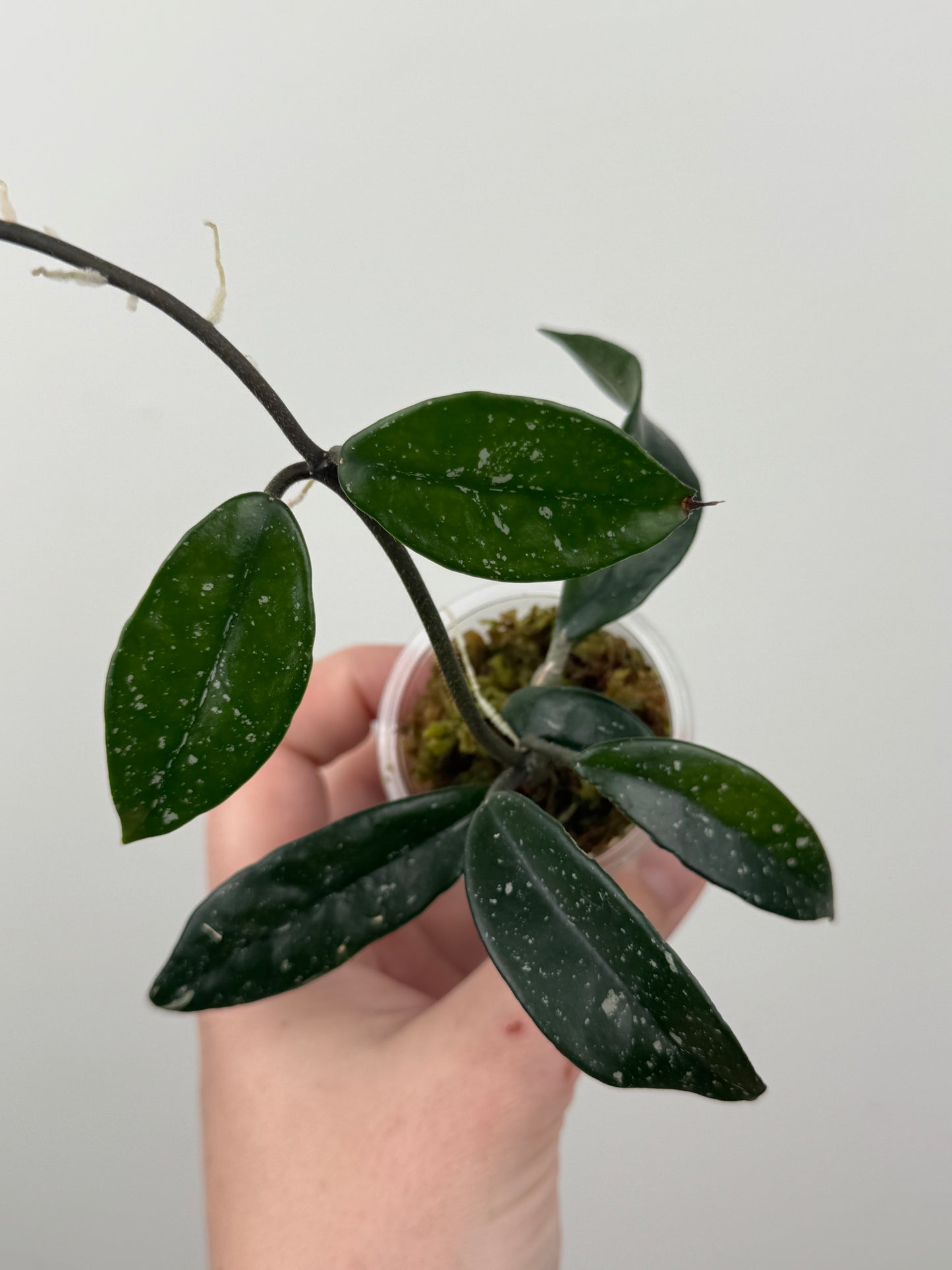 Hoya Carnosa 'Wilbur Graves'