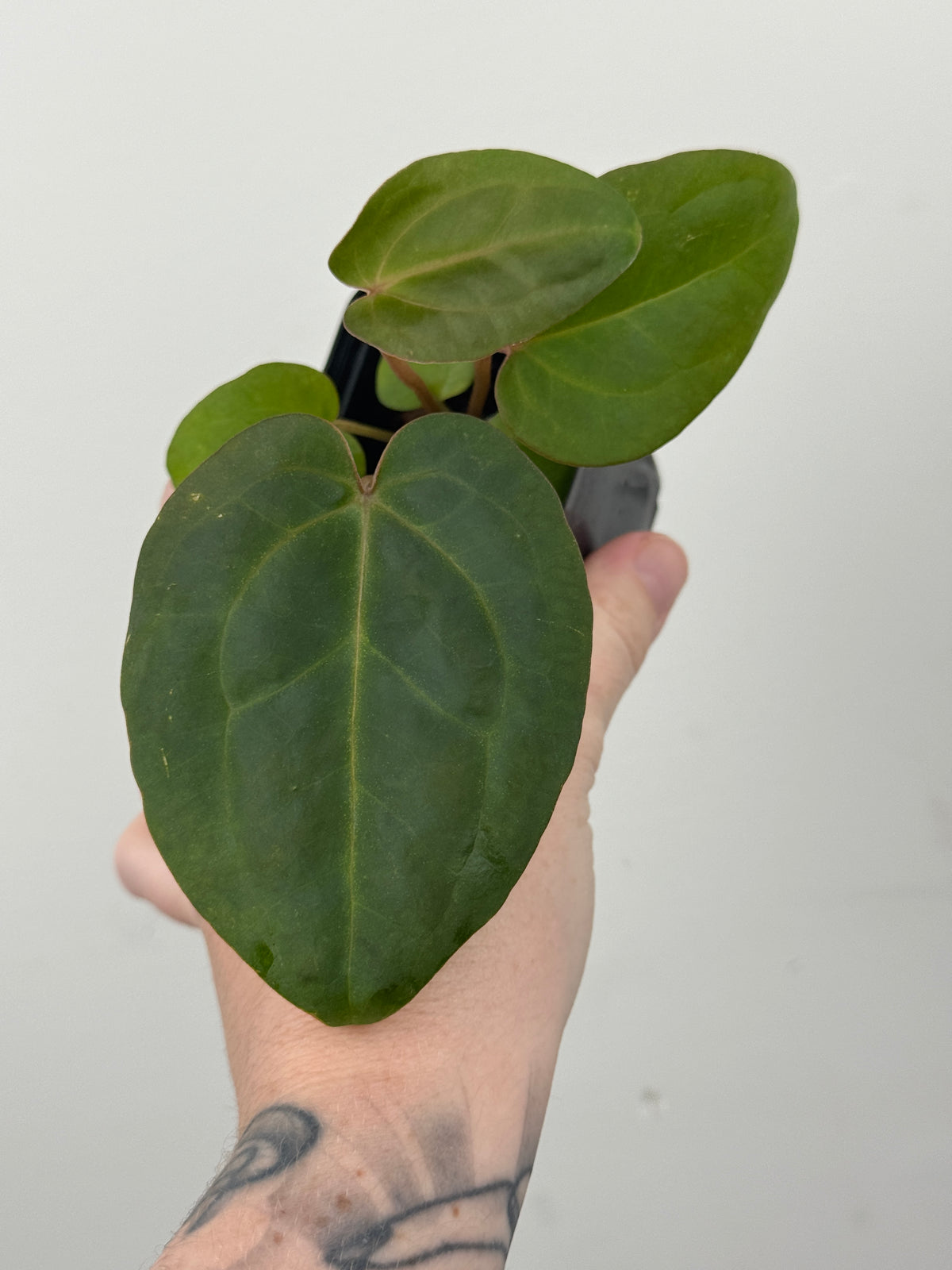 A6 Anthurium ['Antioqua' x (Carla x Bess)] x (RVDP x Kuna)