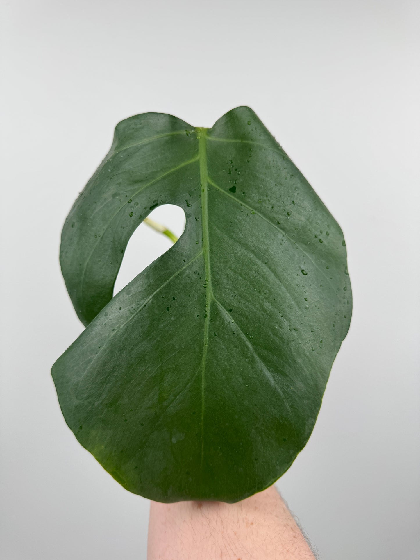 Monstera Sierrana (Hawaiian Clone)