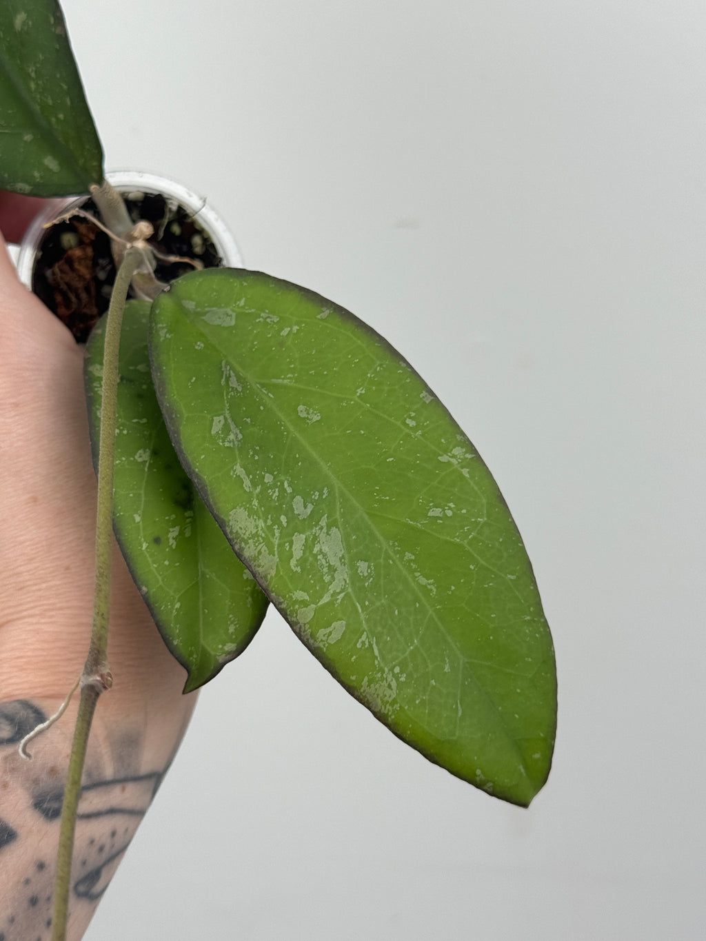 Hoya Yuna