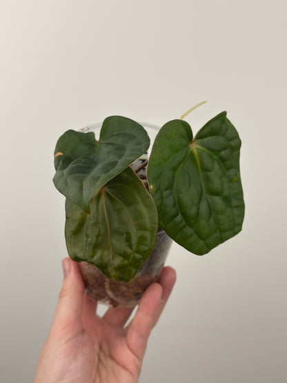 Anthurium 'David Portilla Dreams'