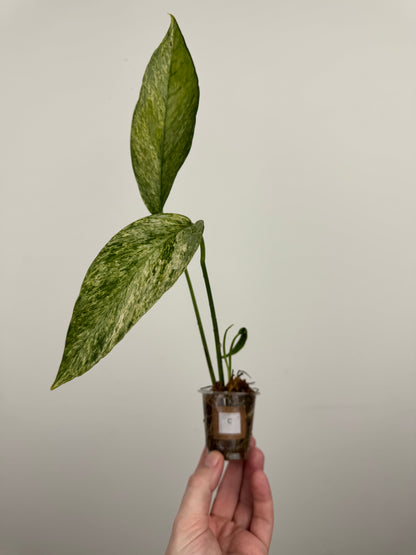 Epipremnum Pinnatum Tricolor Mint Variegated (C)