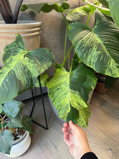 Homalomena sp. Java (non-variegated propagation)