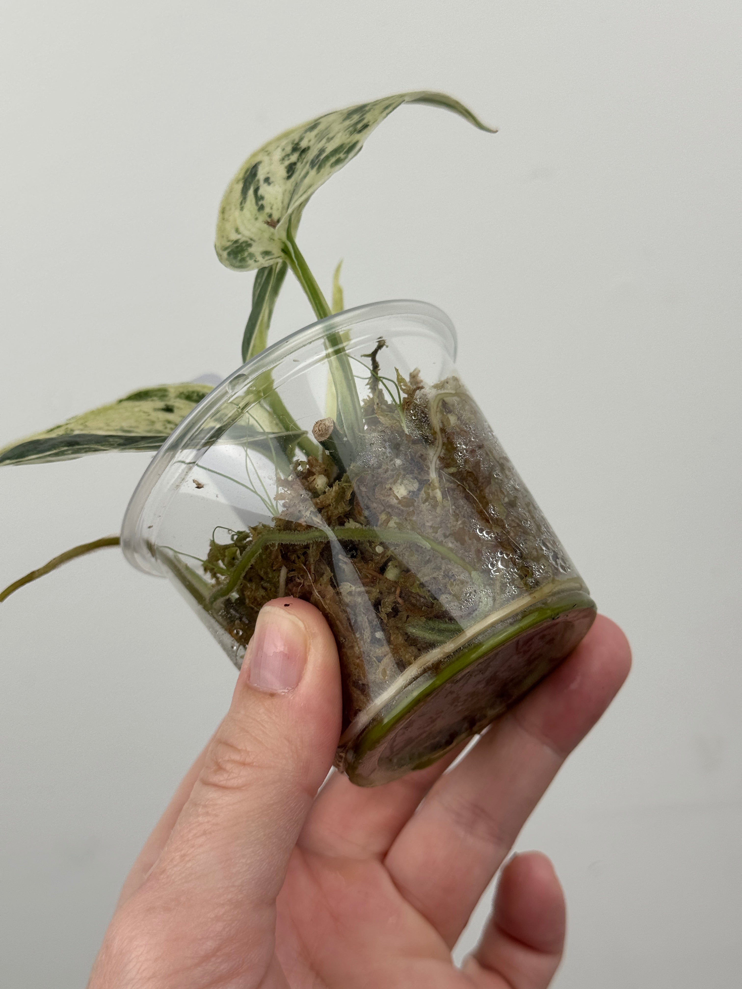 Scindapsus Halimoon