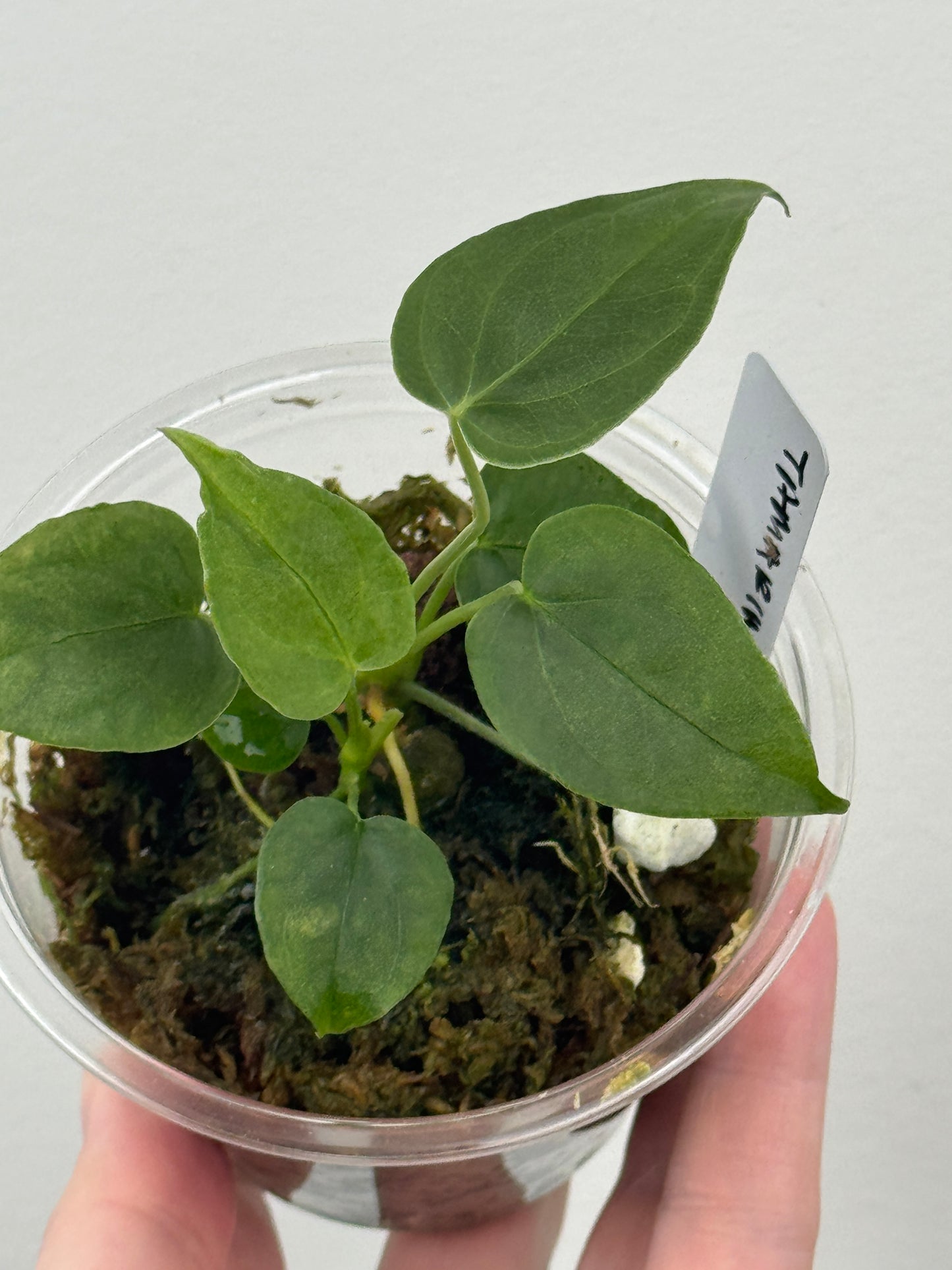 Anthurium sp. Tamarindo