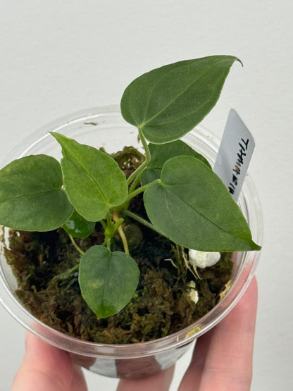 Anthurium sp. Tamarindo