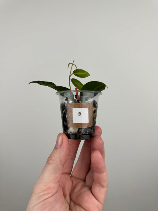 Hoya Dennisii 'Frida' (B)