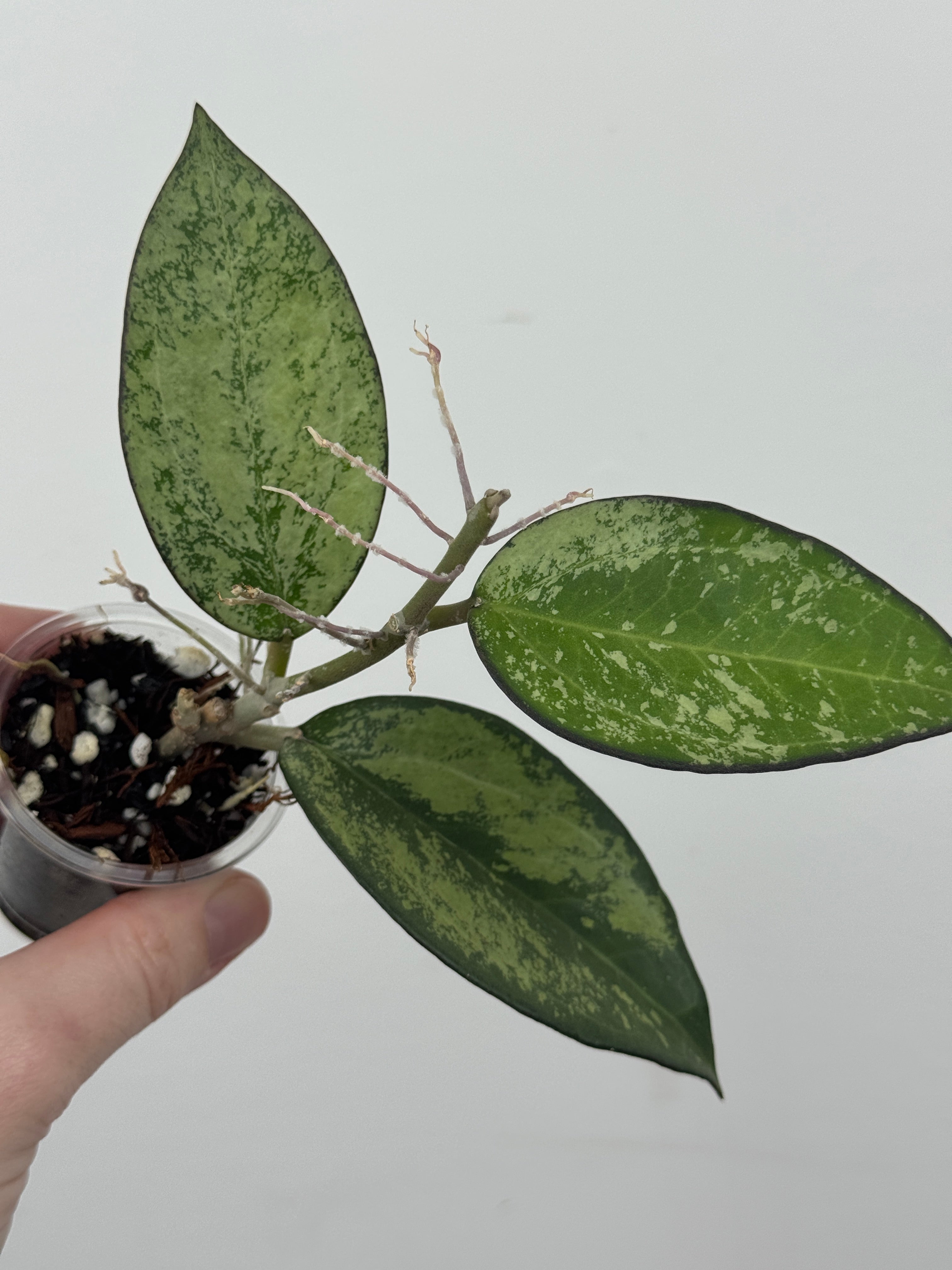 Hoya Patcharawalai 023 (Icensis Splash)
