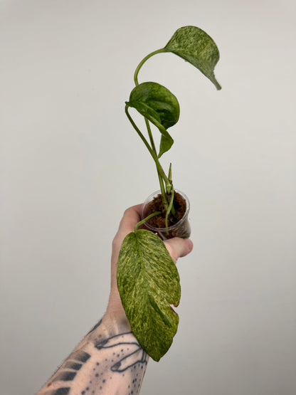 Epipremnum Pinnatum Tricolor Mint Variegated (D)