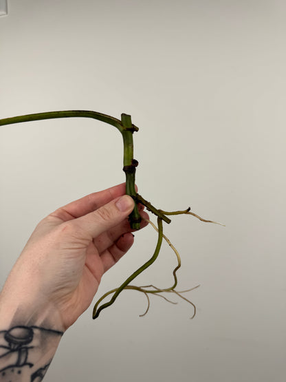 Monstera Sierrana (Hawaiian Clone)