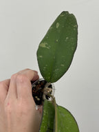 Hoya Yuna