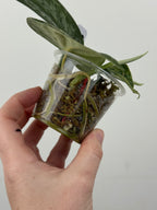 Scindapsus Dark Splash Variegated