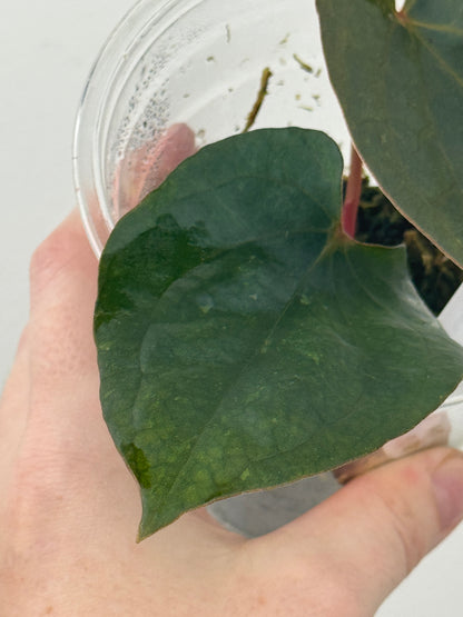 Variegated Anthurium Dressleri x 'Red Vein Dark Phoenix (RVDP)'