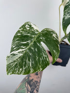 Monstera Borsigiana Albo ('White Tiger')