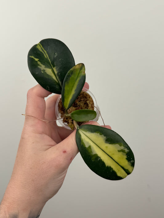 Hoya Diversifolia 'Maharani'