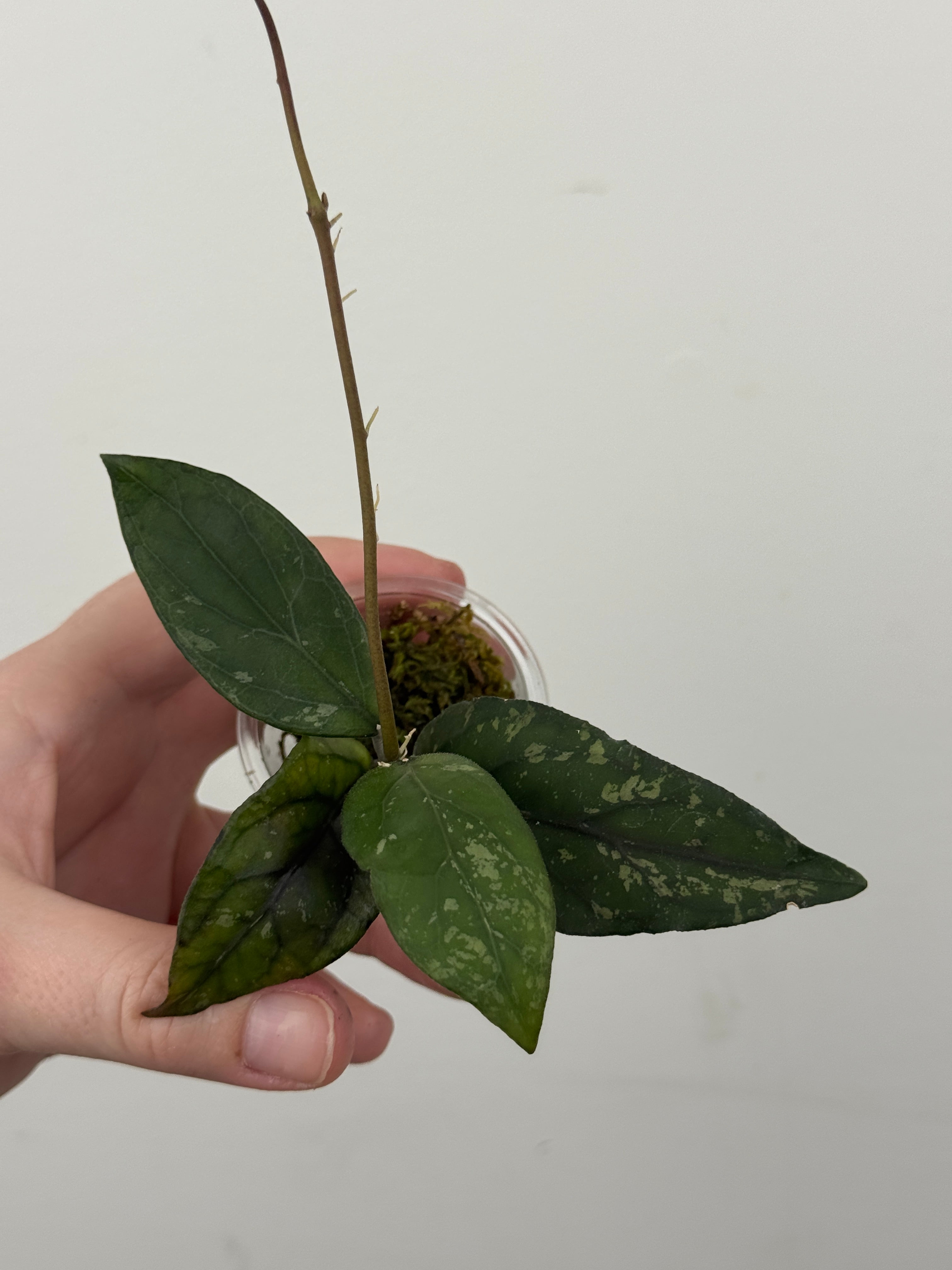 Hoya sp. Sumatra