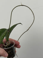 Hoya Yuna