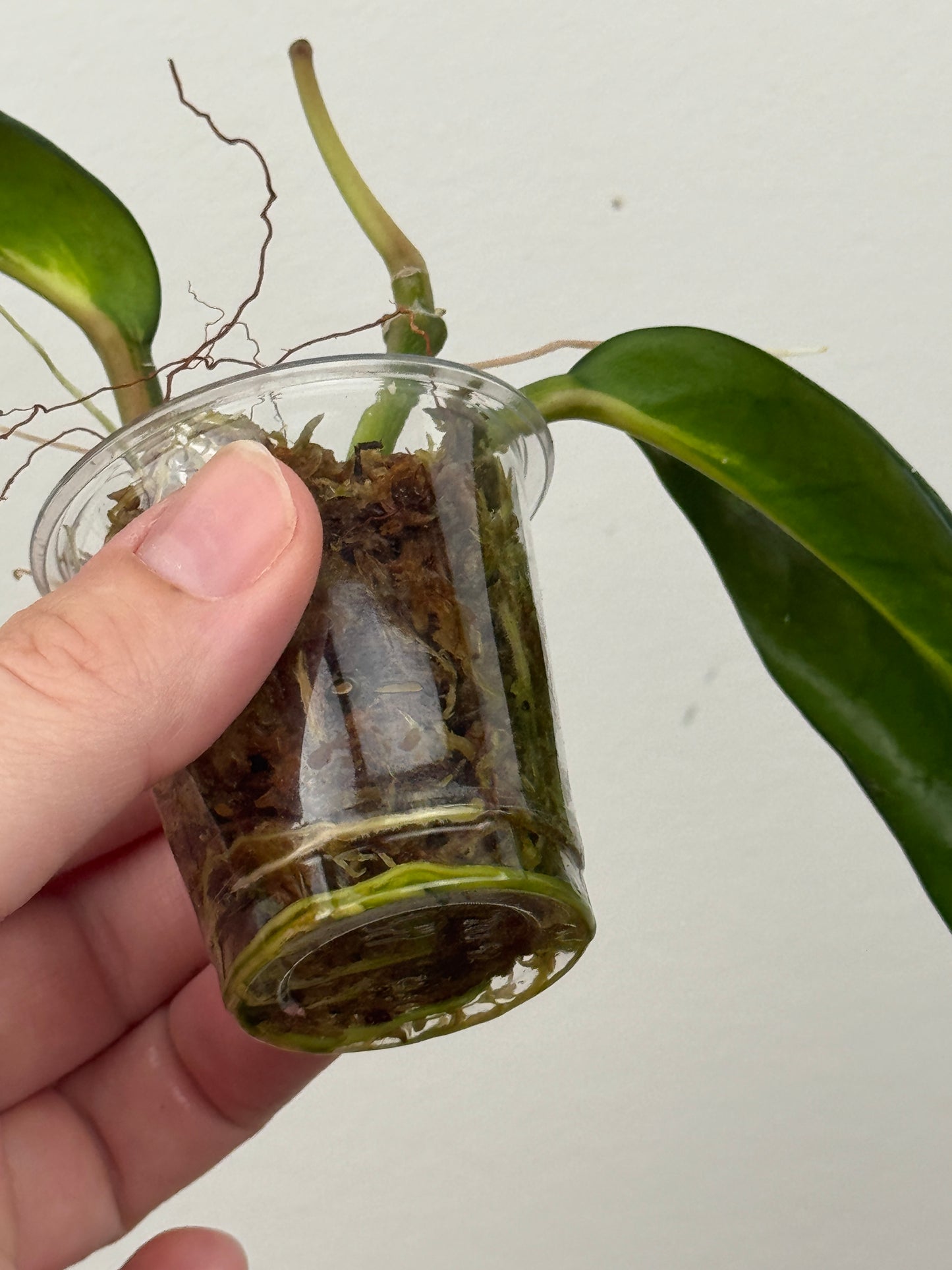 Hoya Diversifolia 'Maharani'