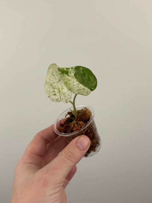 Alocasia Odora 'Batik'