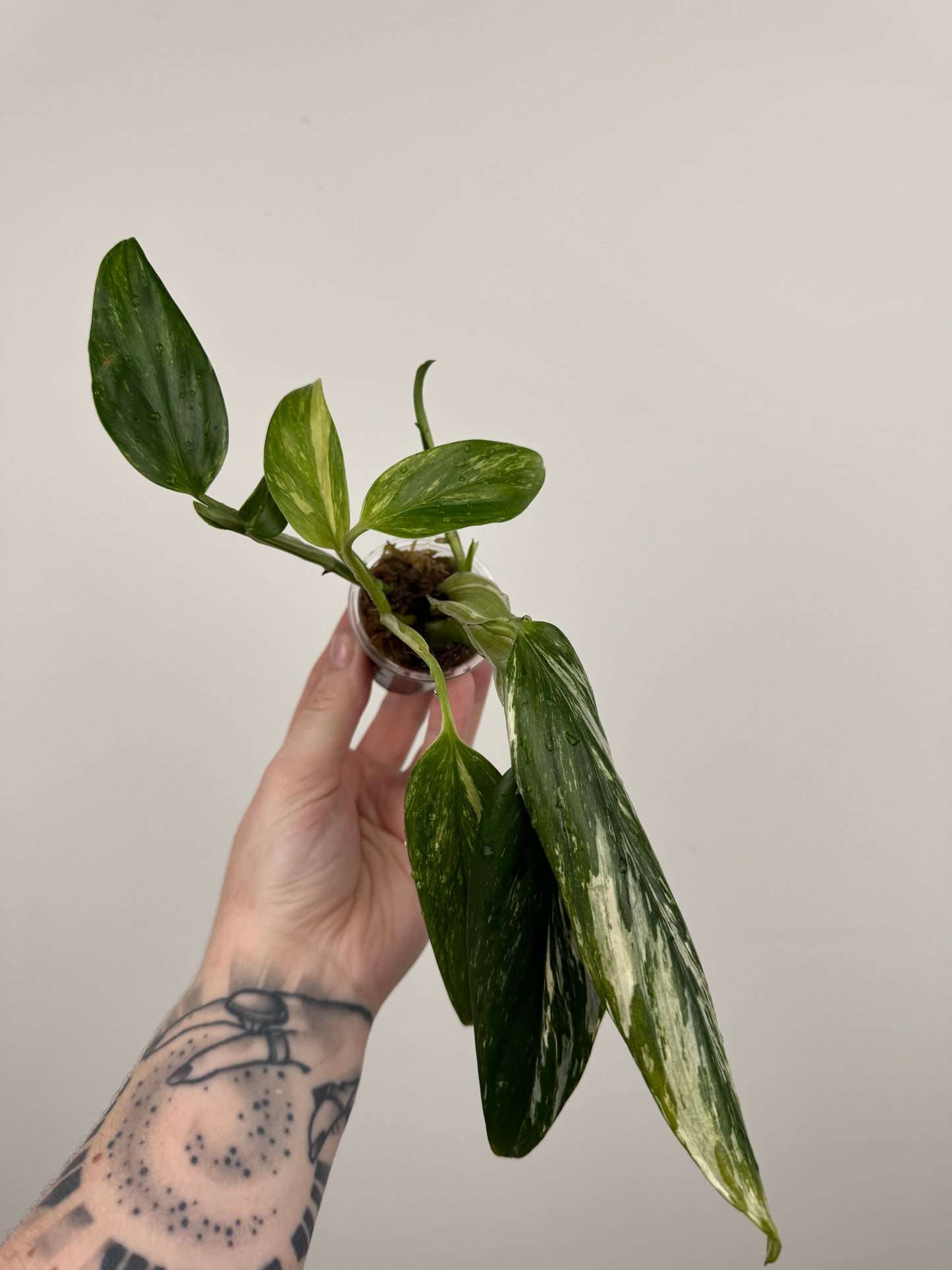 Monstera Standleyana Aurea High Variegation (B)