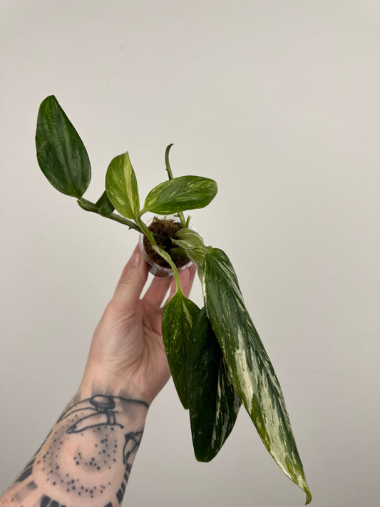 Monstera Standleyana Aurea High Variegation (B)