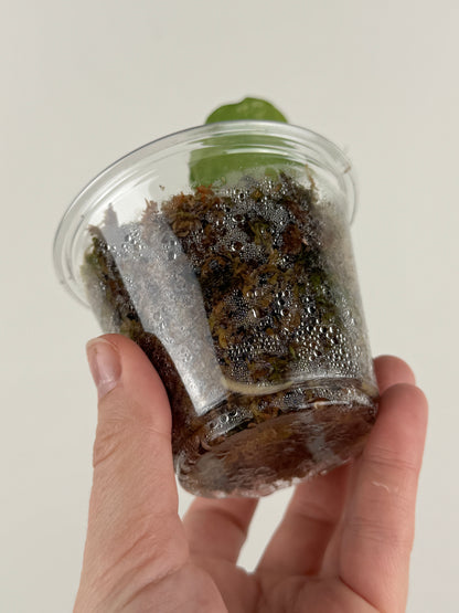 Aglaonema 'Spilt Milk'