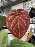 A17 Anthurium ['Antioqua' x (Carla x Bess)] x (RVDP x Kuna)