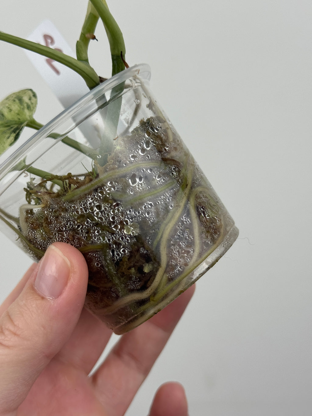 Scindapsus Halimoon