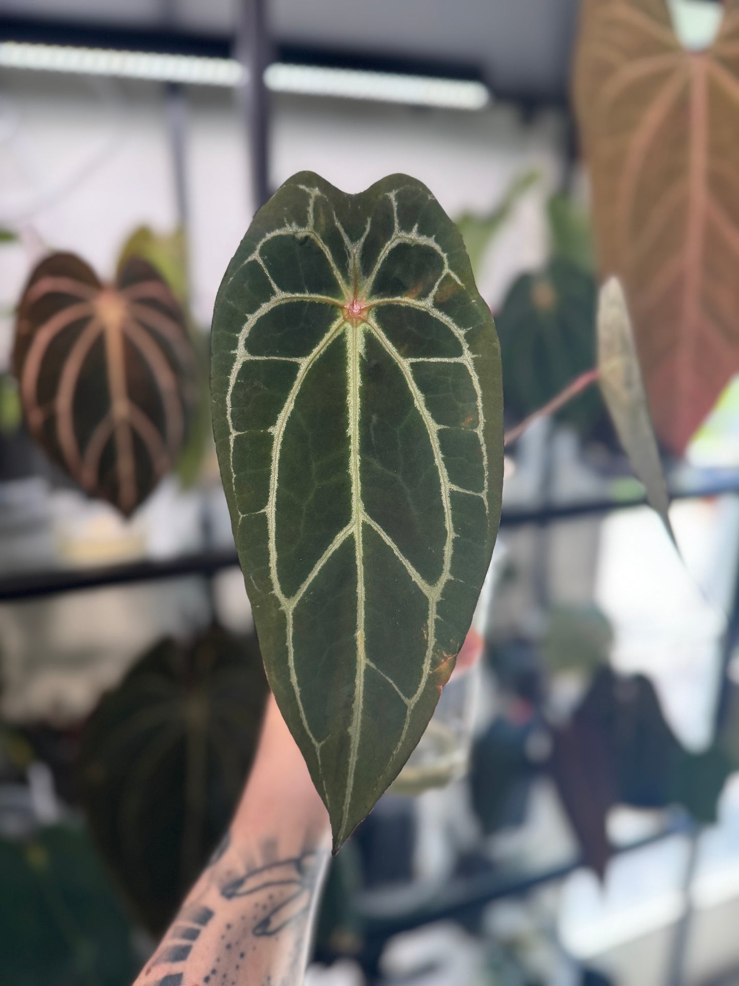 Anthurium Papillilaminum ('Red Spider Type') x Forgetii