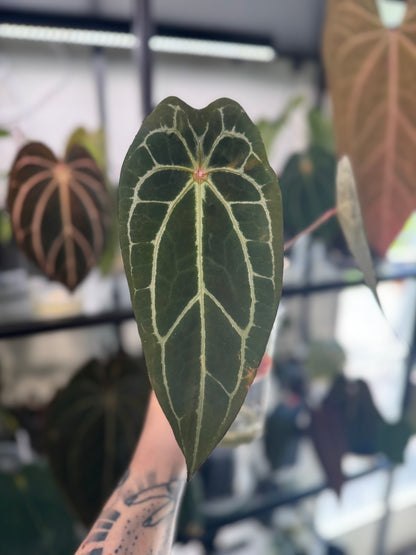 Anthurium Papillilaminum ('Red Spider Type') x Forgetii