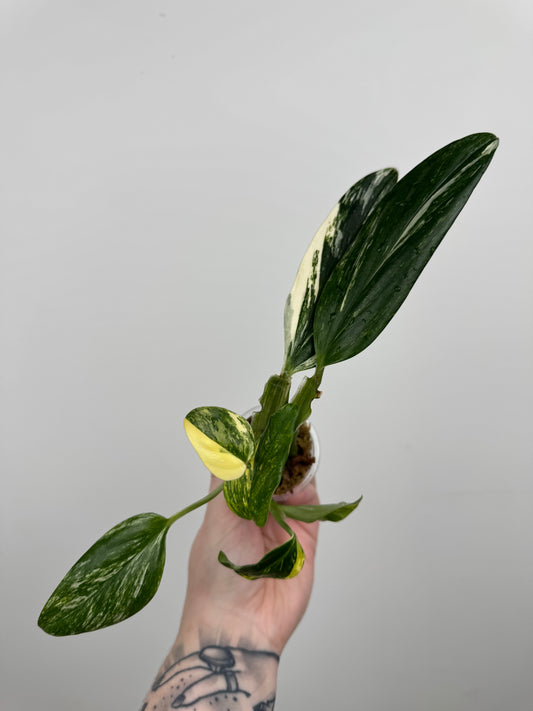 Monstera Standleyana Aurea High Variegation(C)