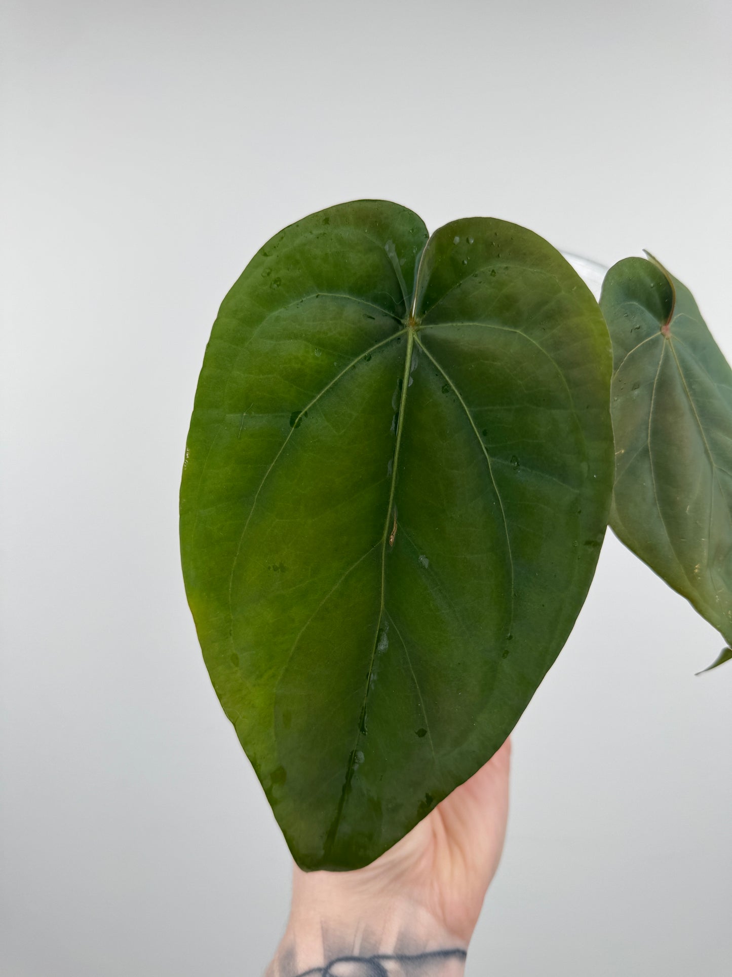 Anthurium ('Black Widow x 'Michelle') x NOID