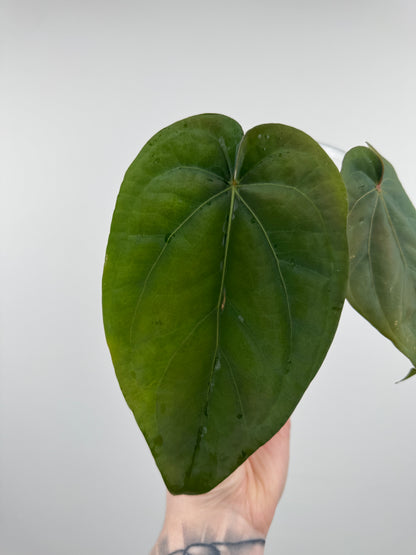 Anthurium ('Black Widow x 'Michelle') x NOID