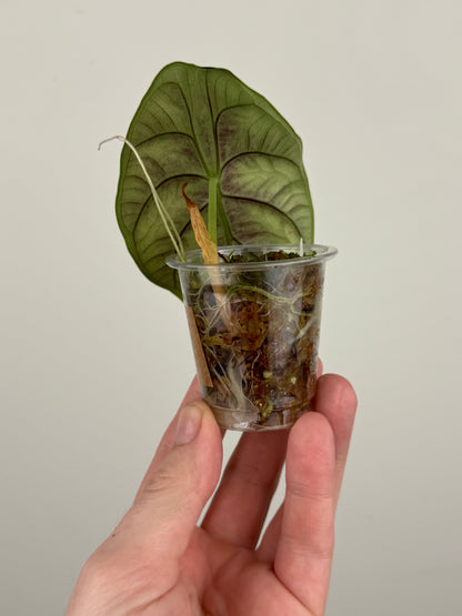 Alocasia ‘Green Unicorn’ (A)