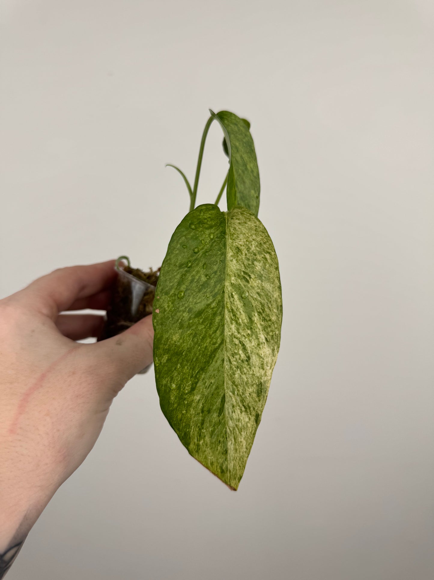Epipremnum Pinnatum Tricolor Mint Variegated (A)