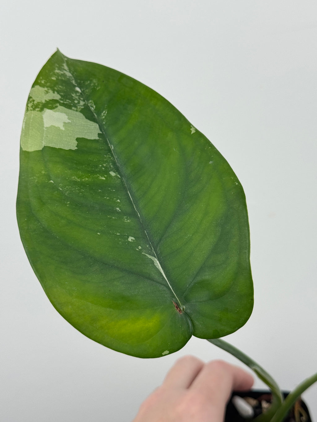Syngonium Chiapense Albo Variegated