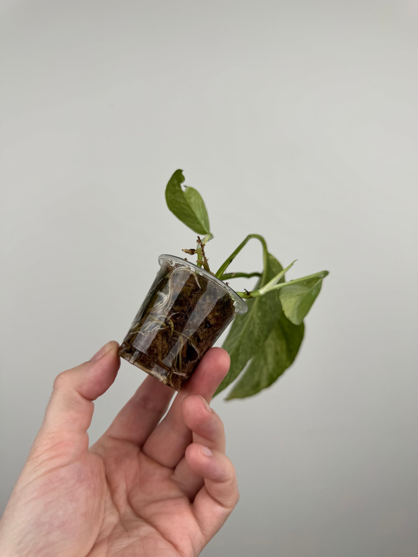 Epipremnum Pinnatum Tricolor Mint Variegated (E)