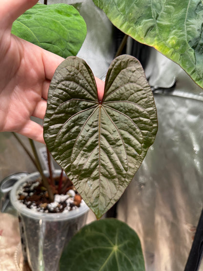 Anthurium Kunayalense x 'RVDP'
