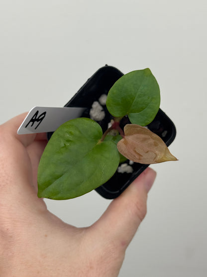 Anthurium ['Antioqua' x (Carlablackiae x Besseae AFF)] x (RVDP x Kunayalense)