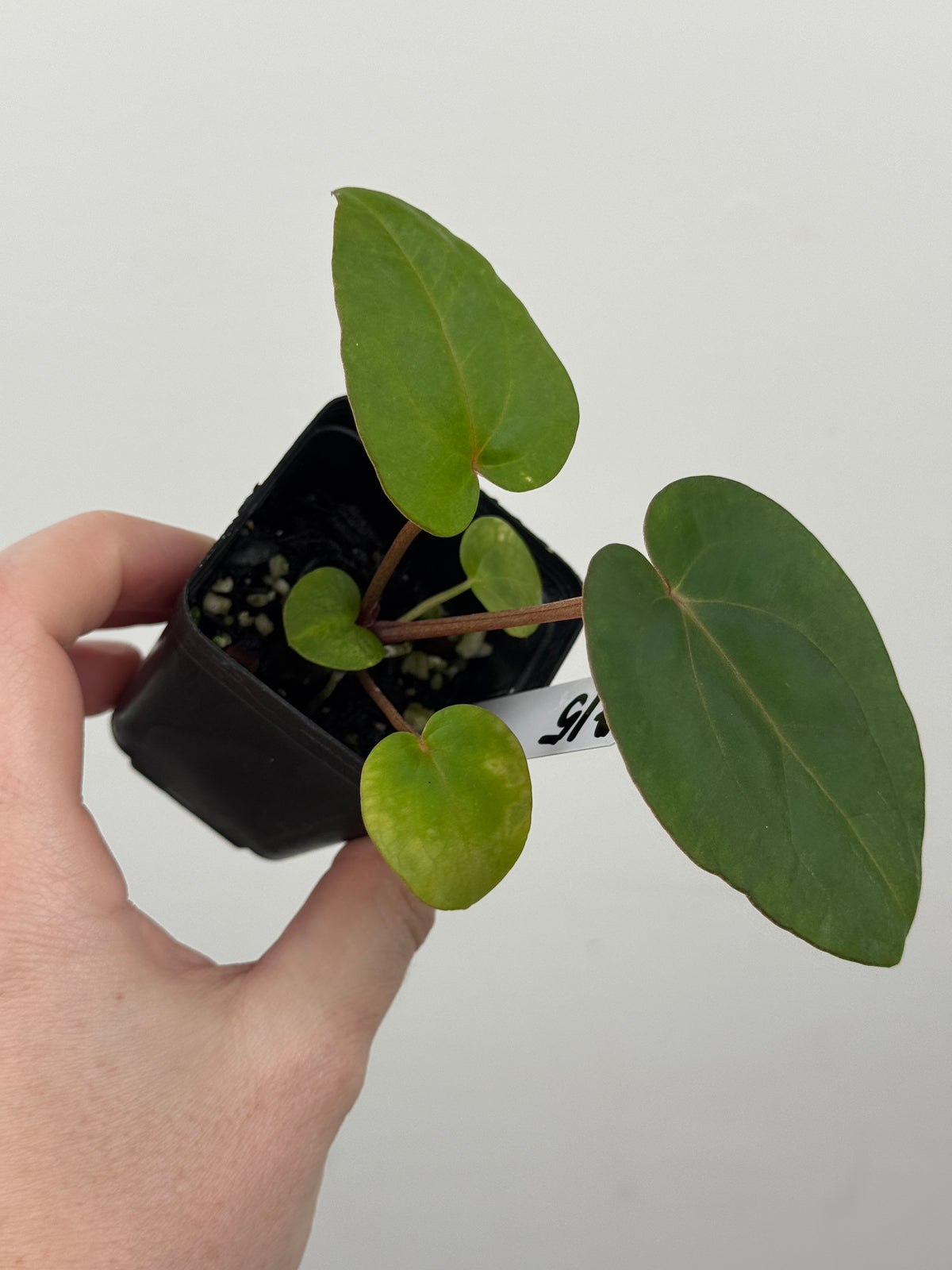 A15 Anthurium ['Antioqua' x (Carla x Bess)] x (RVDP x Kuna)