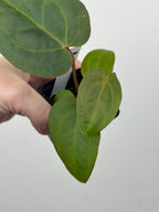 A6 Anthurium ['Antioqua' x (Carla x Bess)] x (RVDP x Kuna)