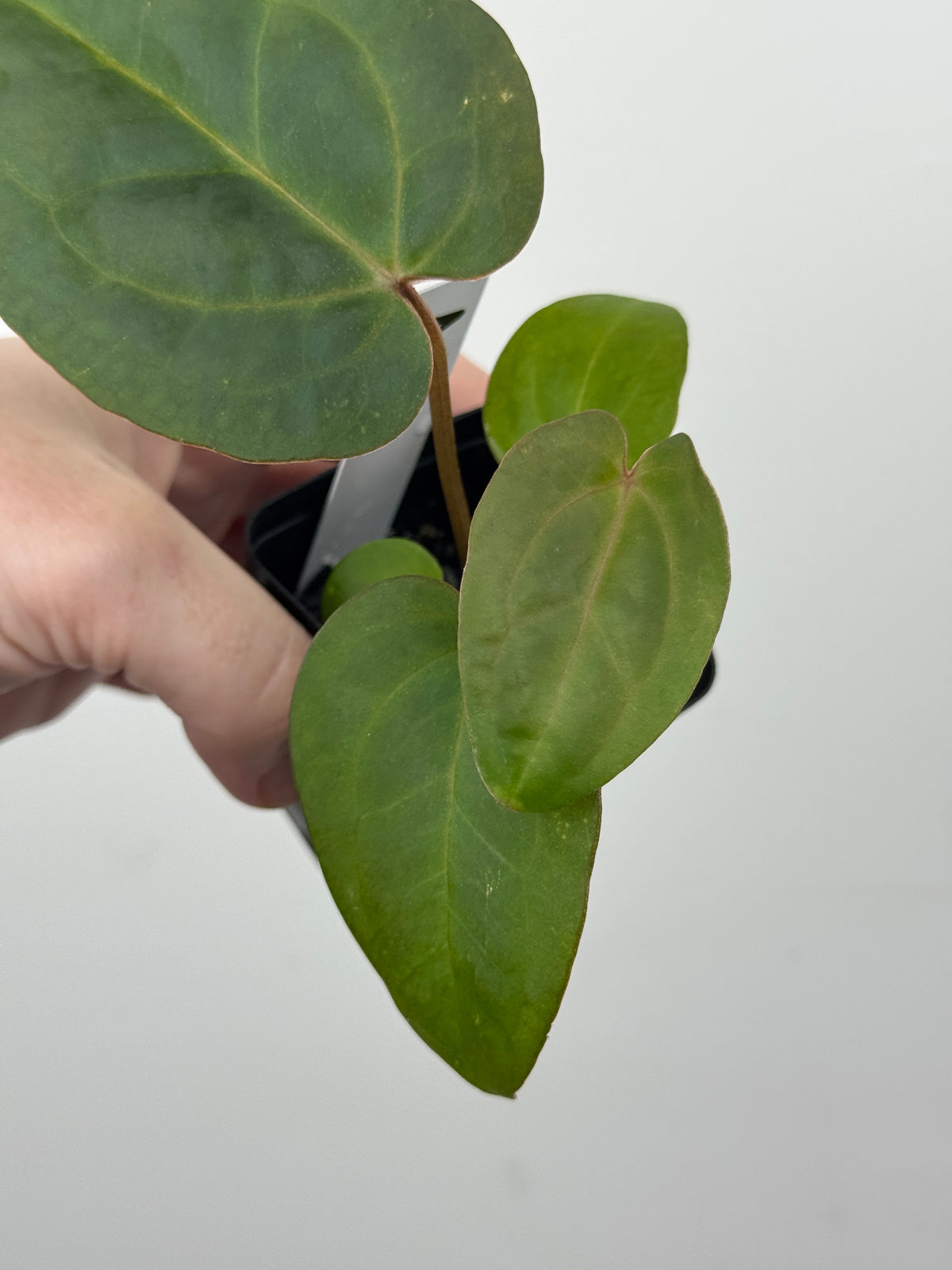 A6 Anthurium ['Antioqua' x (Carla x Bess)] x (RVDP x Kuna)