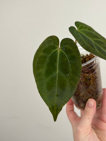 Anthurium 'AOS Hybrid' x ('AOS' x Besseae AFF)