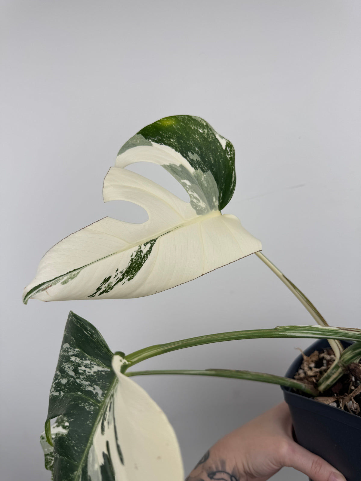 Monstera Borsigiana Albo ('White Tiger')